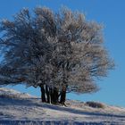 Un groupe d'arbres affrontant l'hiver