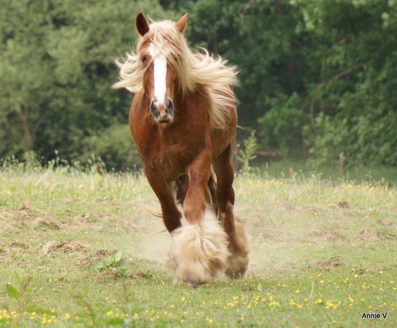 Un Gyspy Cob étalon .