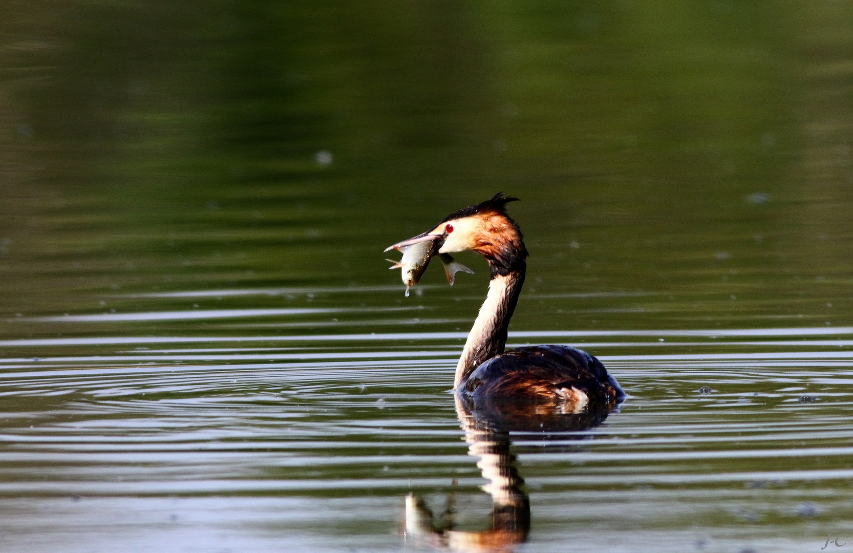 " Un habile pêcheur "