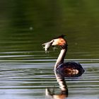 " Un habile pêcheur "