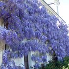 Un habit de glycine mauve.