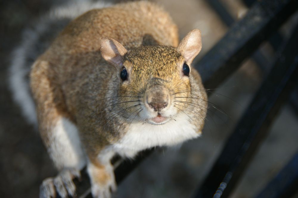 Un habitant de Central Park