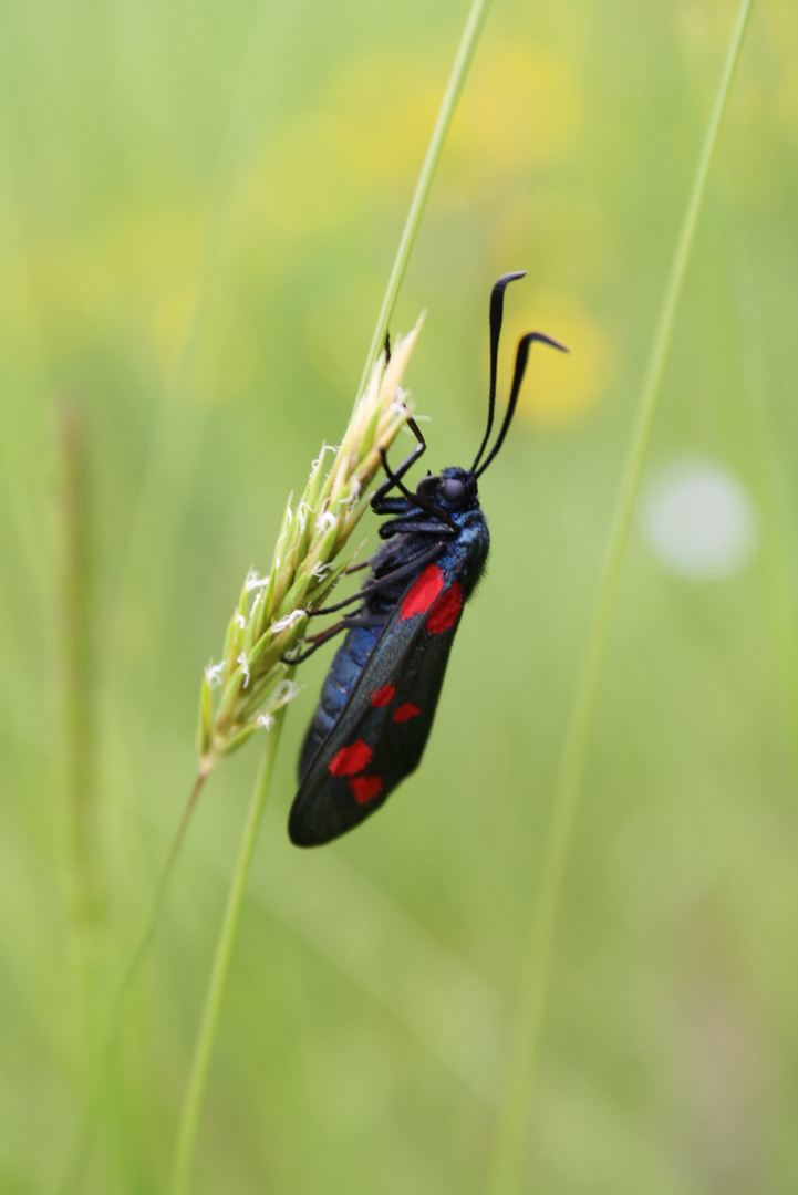 Un habitant des champs...