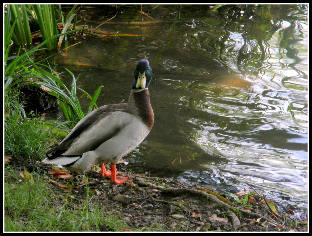 UN HABITANT DU LAC