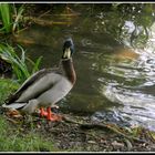 UN HABITANT DU LAC