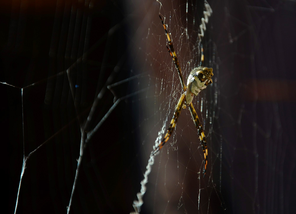 Un habitante que asusta