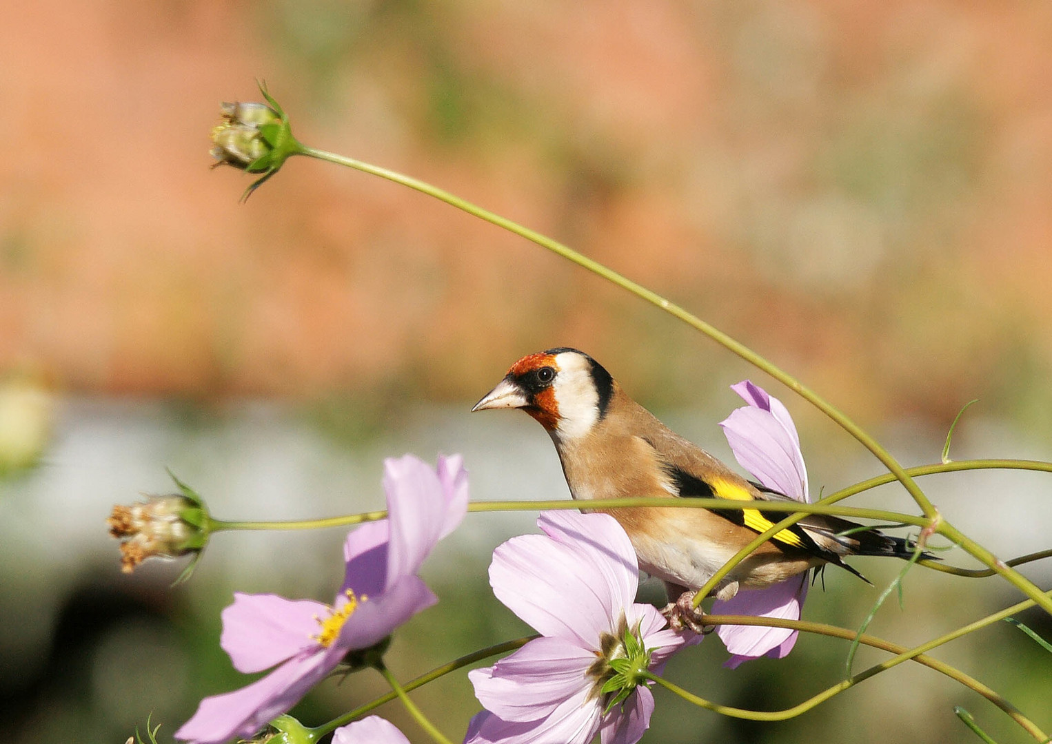 Un habitué du jardin ....