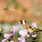 Un habitué du jardin ....