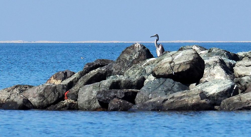 Un héron cendré très marin…près de la côte à Dubaï