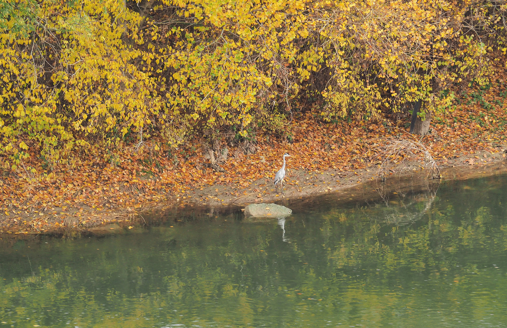 Un héron en bord de Garonne à Agen