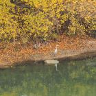 Un héron en bord de Garonne à Agen