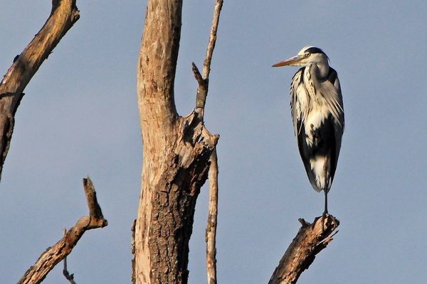 Un héron, oui, mais lequel?