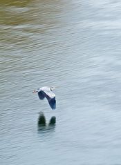 Un héron traverse la Garonne