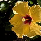 Un hibiscus tout simplement  --  Eine einfache Hibiskusblüte