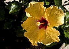 Un hibiscus tout simplement  --  Eine einfache Hibiskusblüte