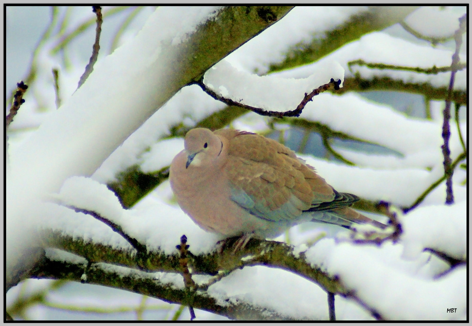 Un hiver de tourterelle