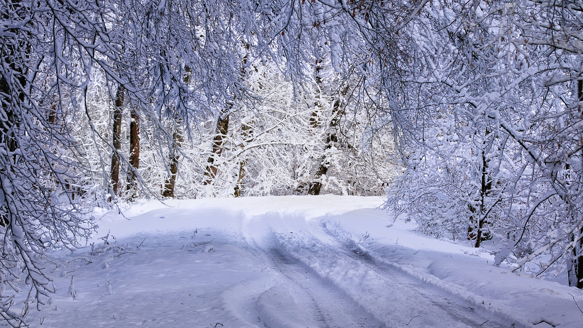 Un hiver pas comme les autres