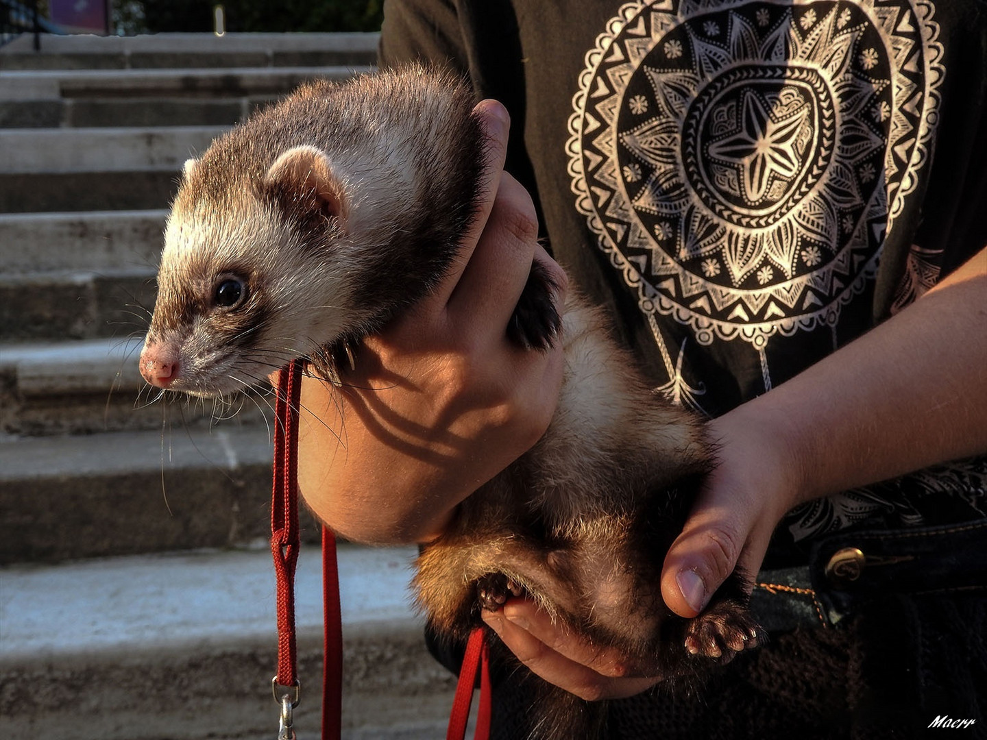 Un hurón como animal de compañía