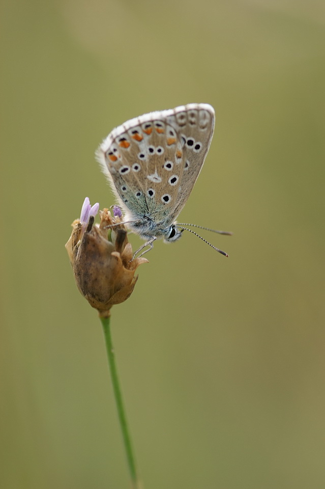 Un icarus