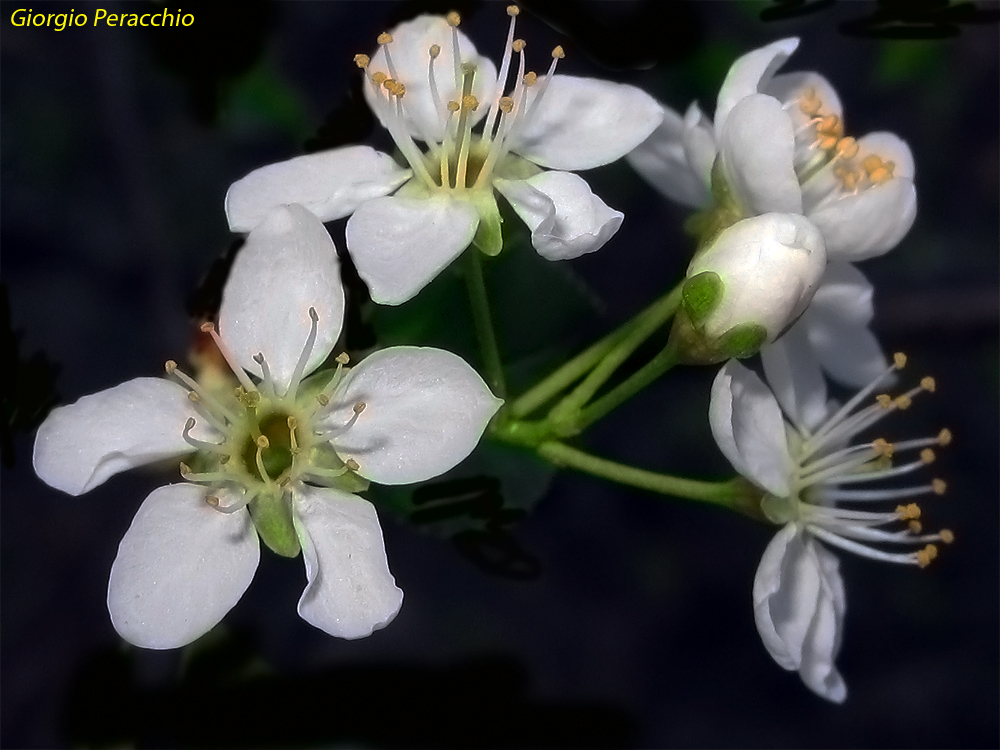 Un inizio di primavera