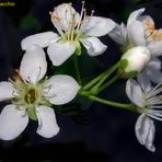 Un inizio di primavera