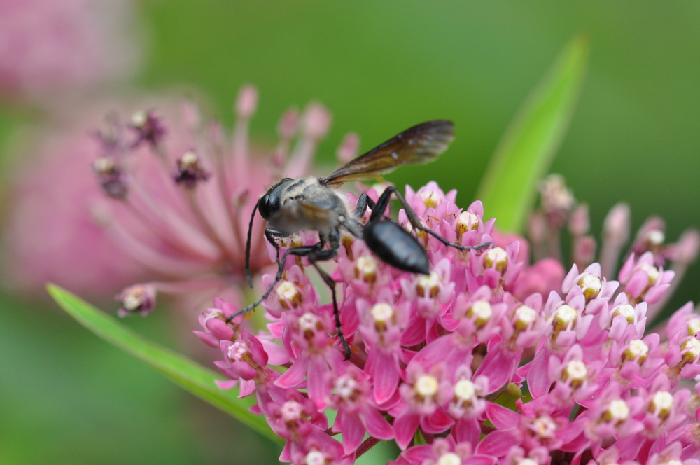 Un insecte bien curieux