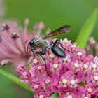 Un insecte bien curieux