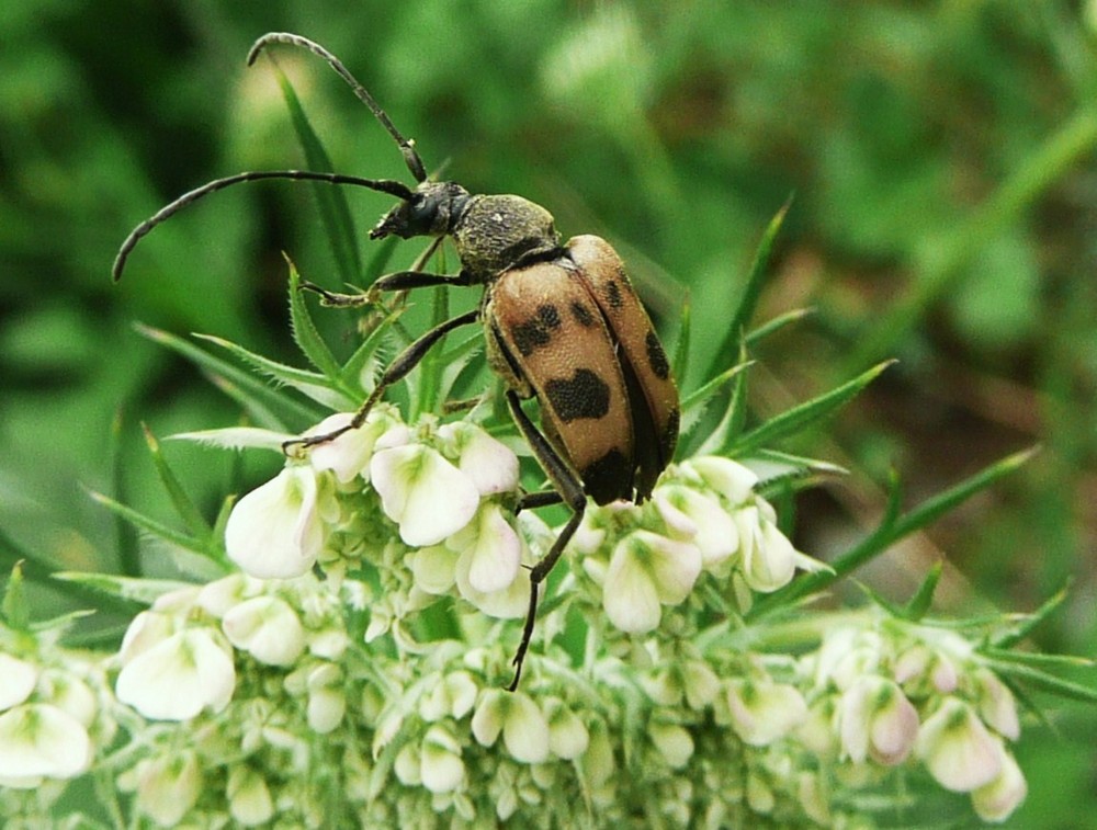 Un insecte... lequel? je ne sais pas