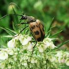 Un insecte... lequel? je ne sais pas