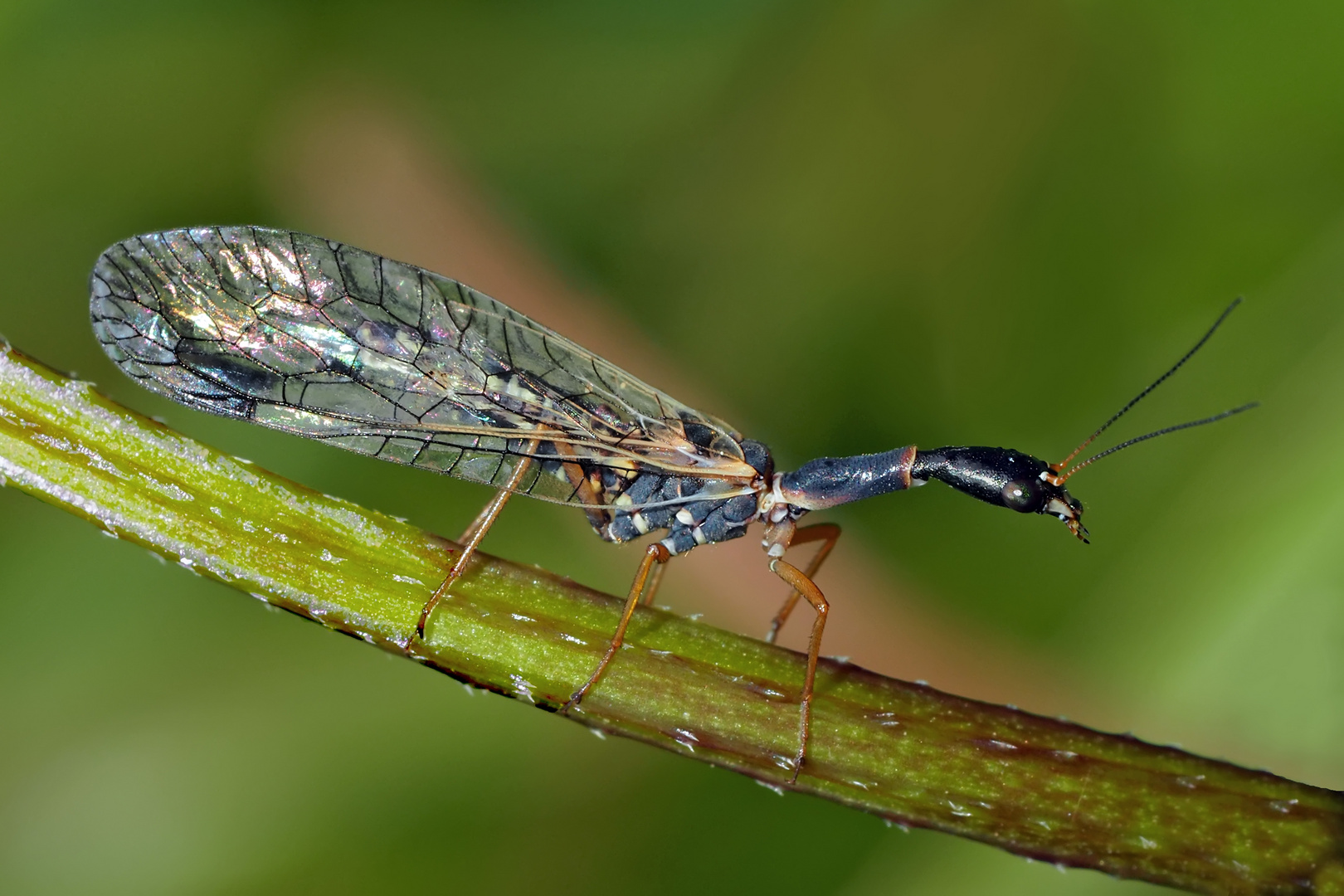 Un insecte pas comme les autres: Phaeostigma major! - Kamelhalsfliege, wie von einer anderen Welt...