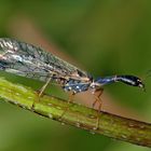 Un insecte pas comme les autres: Phaeostigma major! - Kamelhalsfliege, wie von einer anderen Welt...
