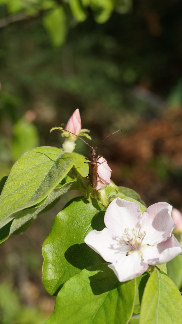 un insecte qui bronze sur des fleur de pommier