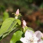 un insecte qui bronze sur des fleur de pommier