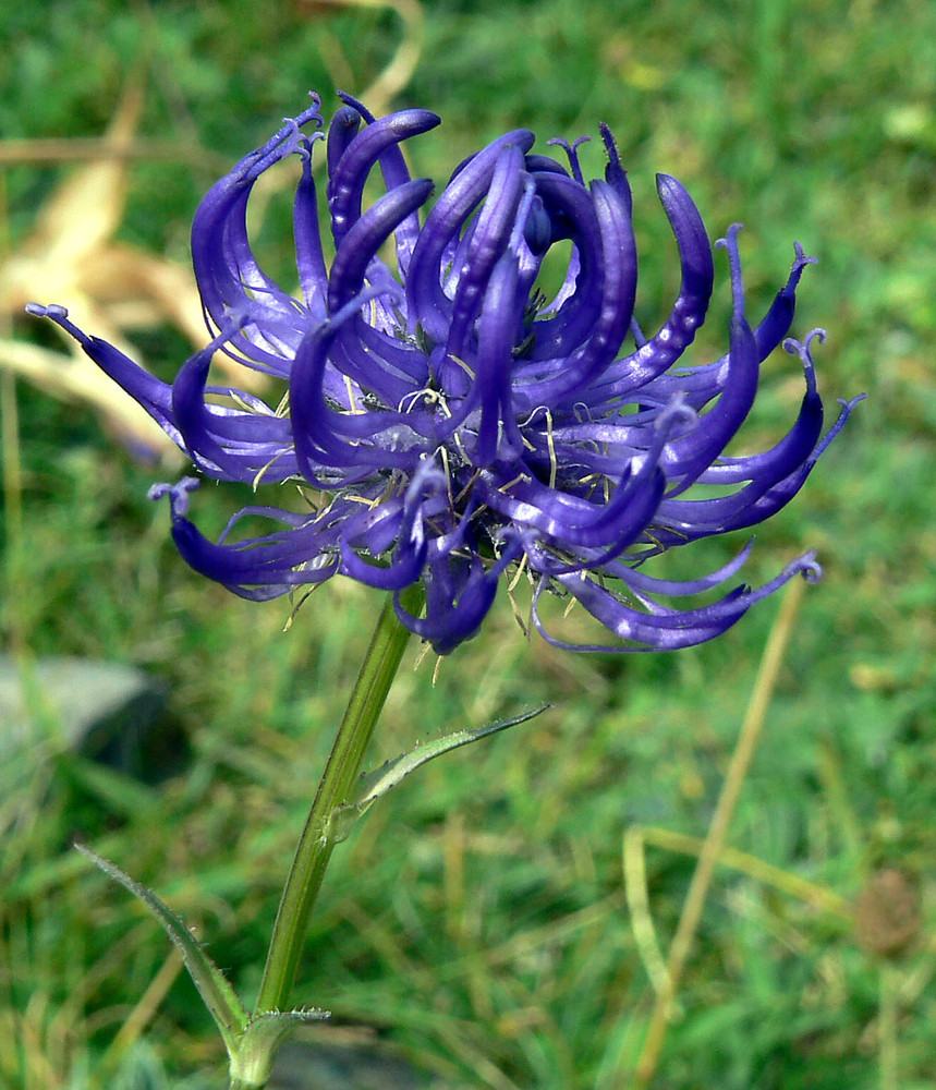 Un instant splendide et éphémère d'une fleur...!