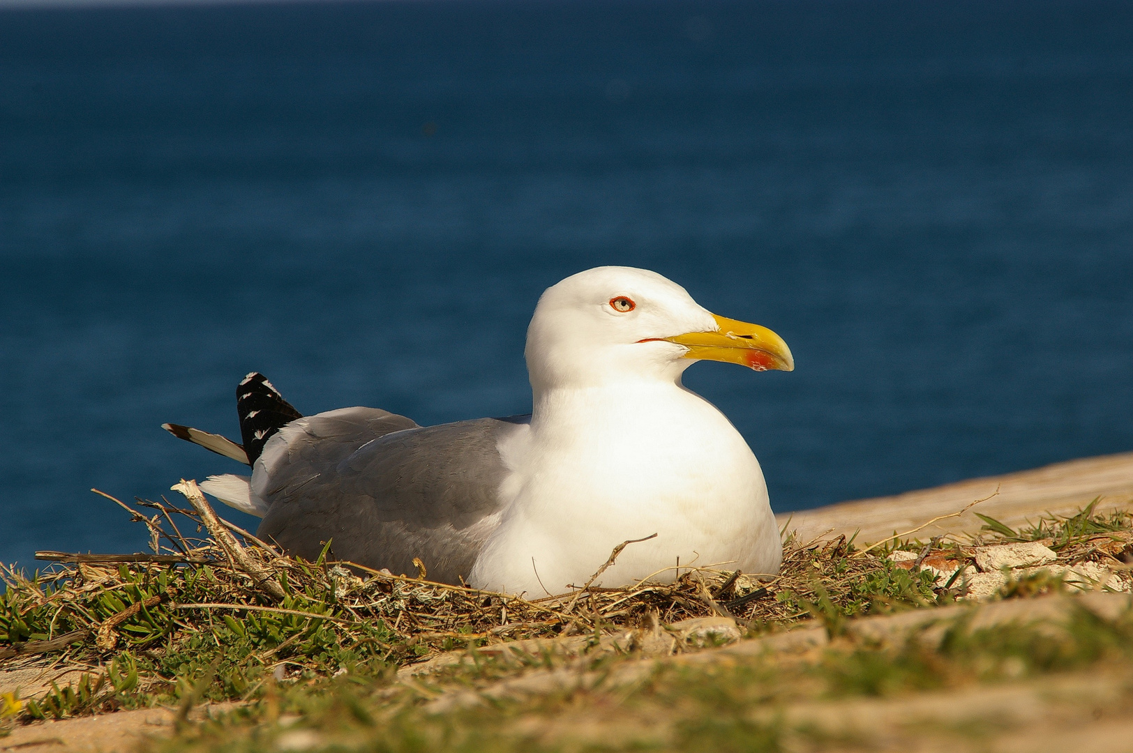 un instint naturel