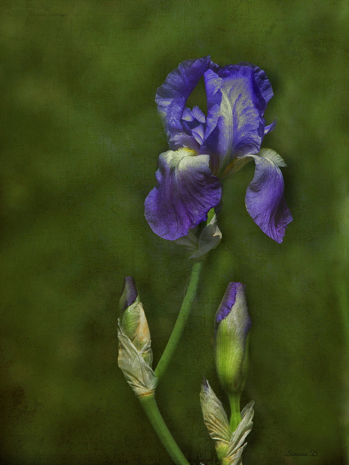 Un Iris