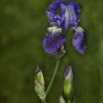 Un Iris