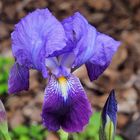 Un iris du jardin