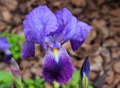 Un iris (mal élevé) du jardin