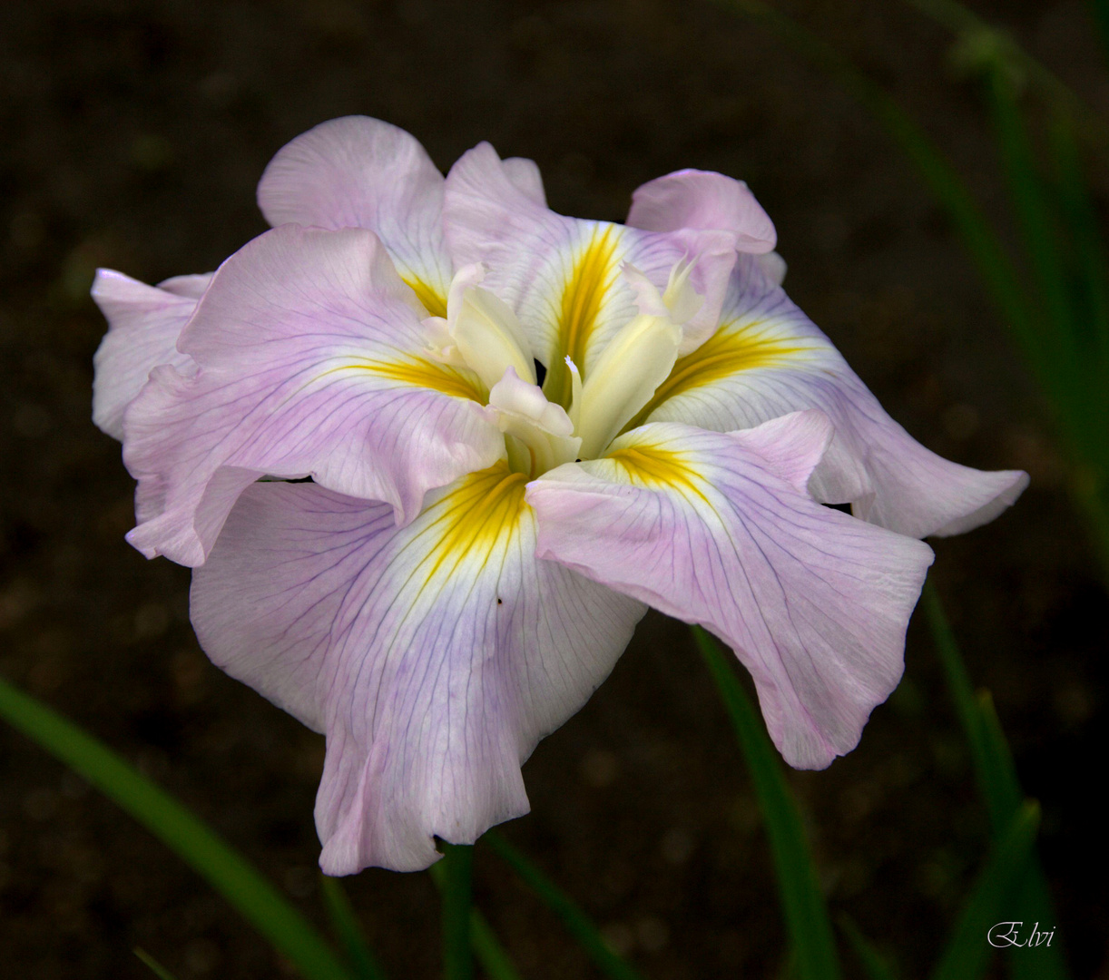 Un iris pour IRIS