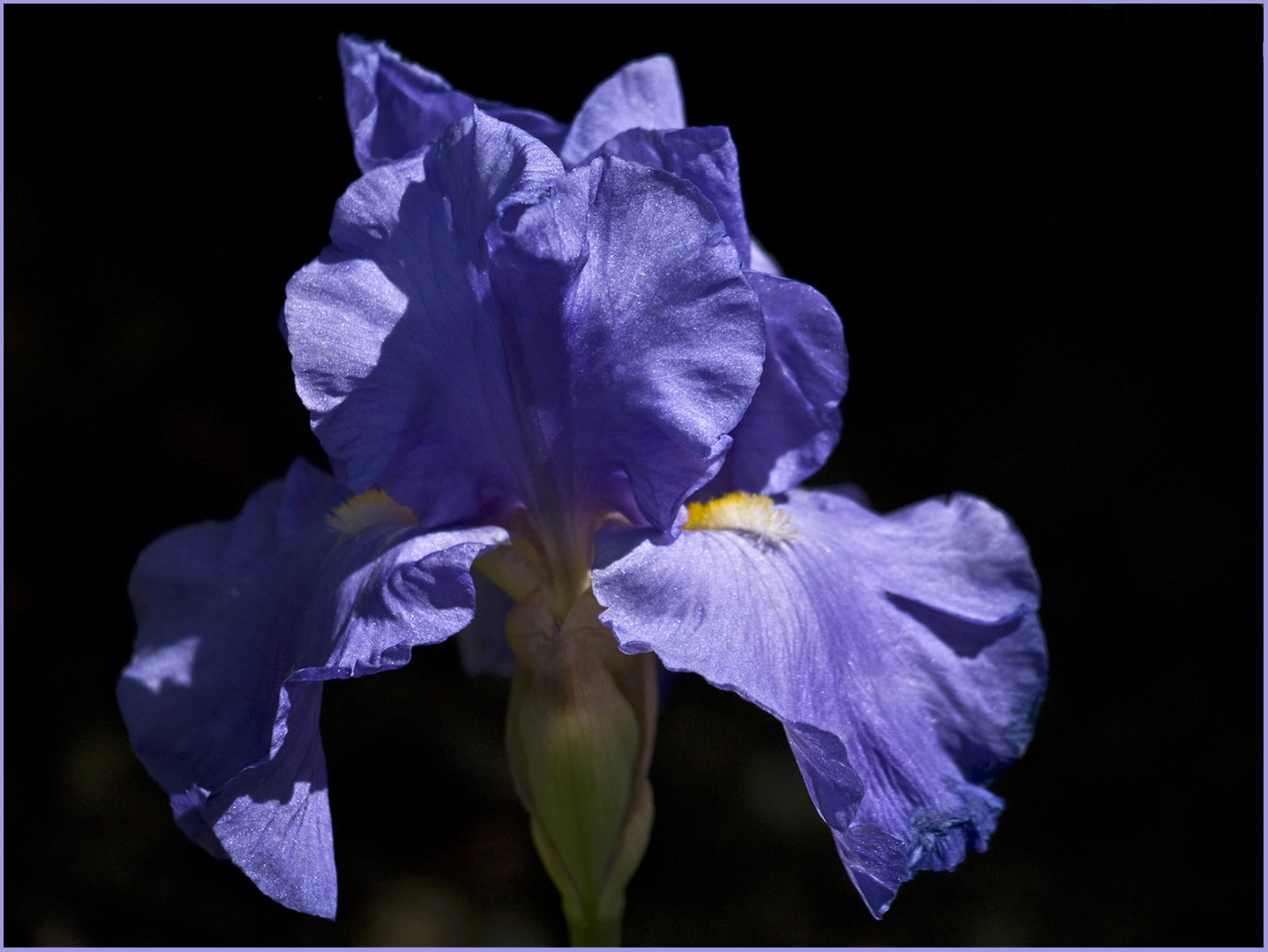 Un iris ...?? tout simplement… !