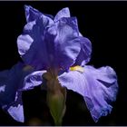 Un iris ...?? tout simplement… !