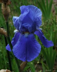 Un iris, très très bleu !