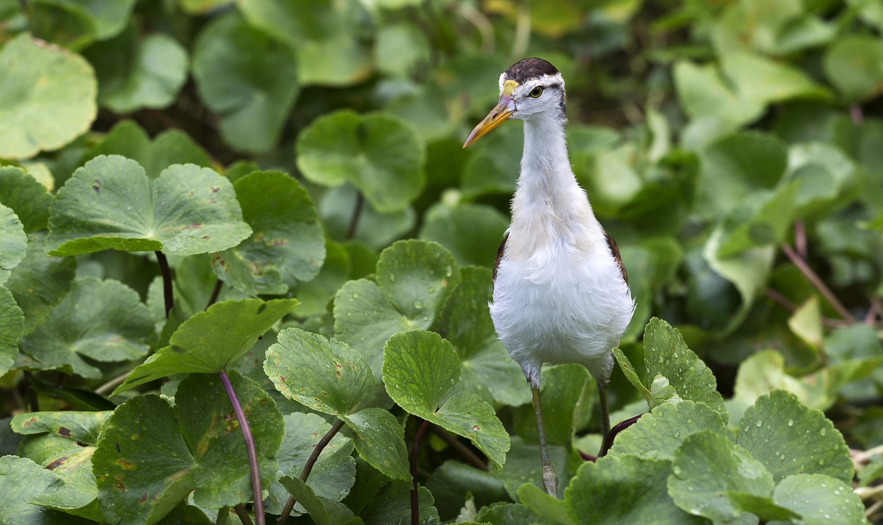 Un jacana