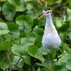 Un jacana