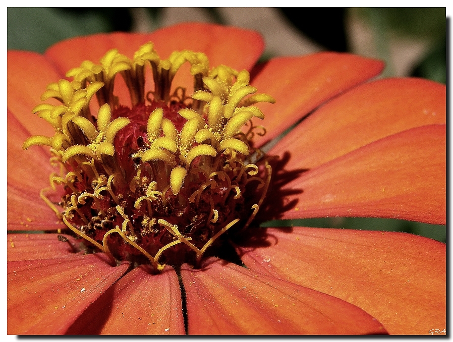 Un jardín en una flor!