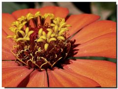 Un jardín en una flor!