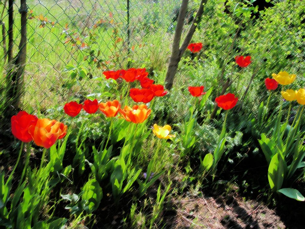 un jardin ensolleillé