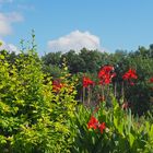 Un jardin près des remparts de Larressingle