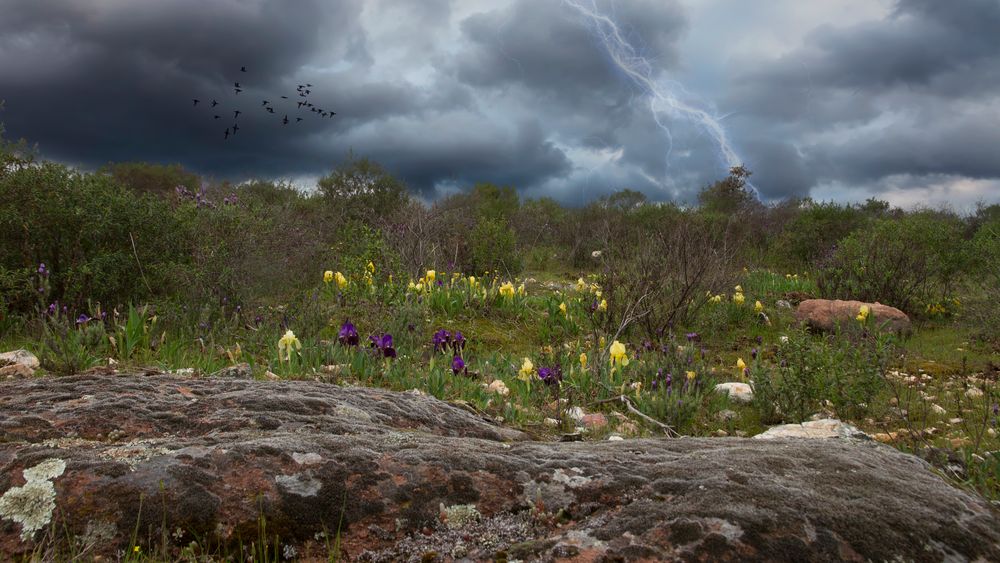 Un jardin sous l'orage